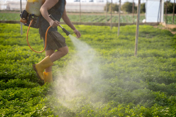 Best Emergency Pest Control  in Olivehurst, CA