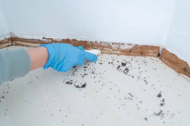 Best Wasp Removal Services  in Olivehurst, CA